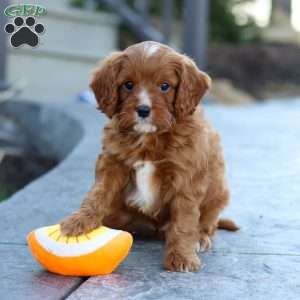 Mr. Bentley, Cavapoo Puppy